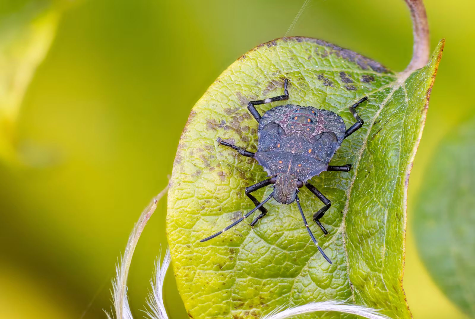 Cimice asiatica