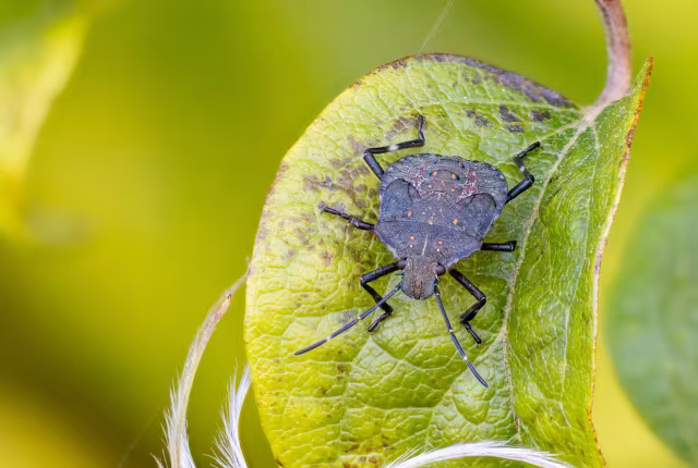 Cimice asiatica