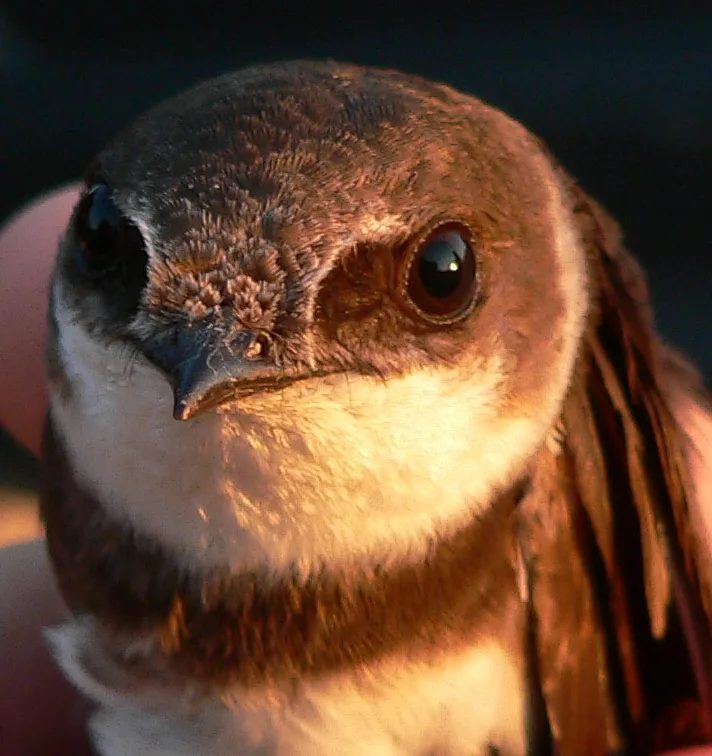 Bank Swallow