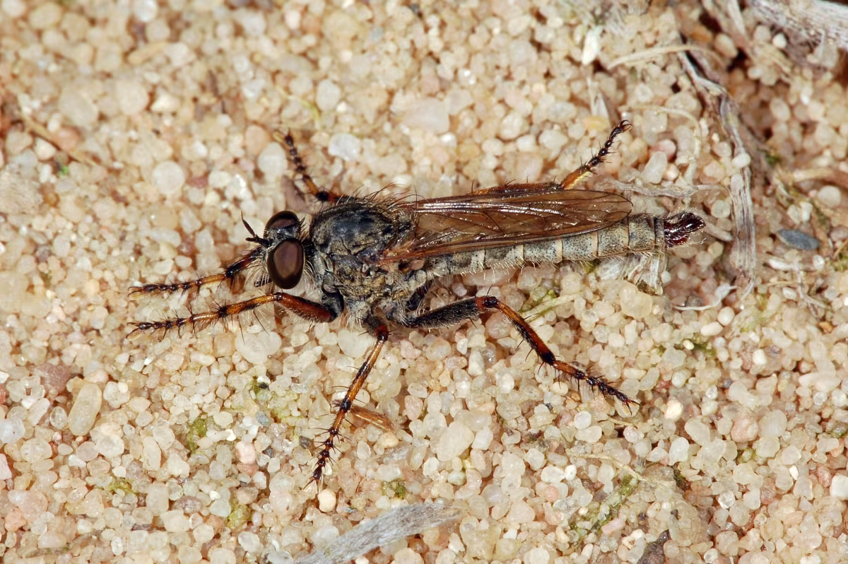 Tolmerus cingulatus