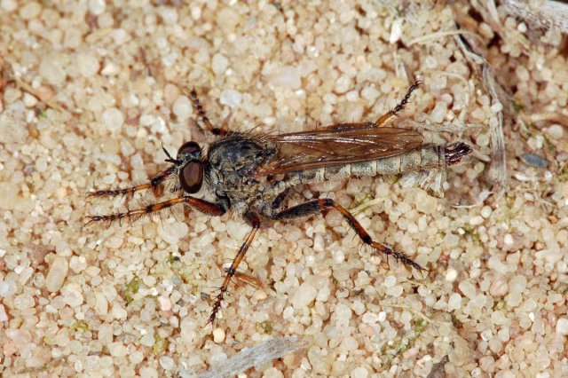 Tolmerus cingulatus