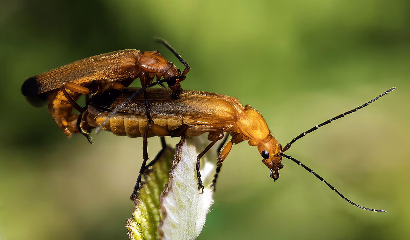 Common Red Soldier Beetle
