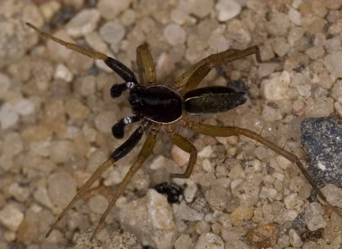 Aulonia albimana