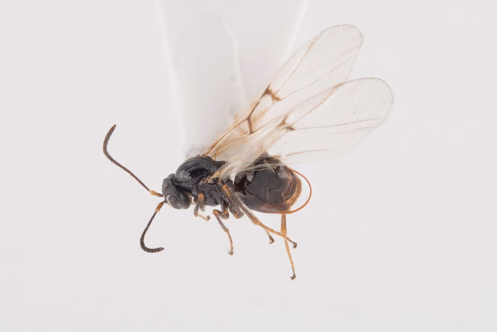 Neuroterus quercusbaccarum