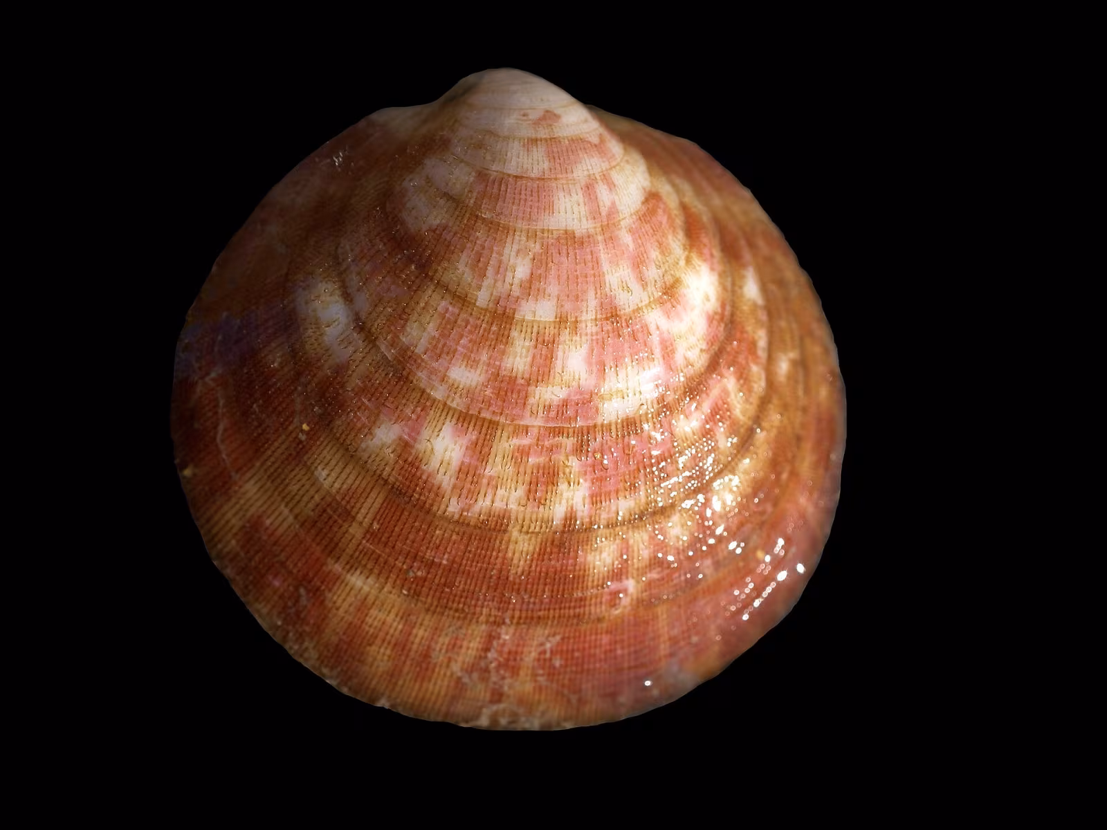 European Bittersweet Clam