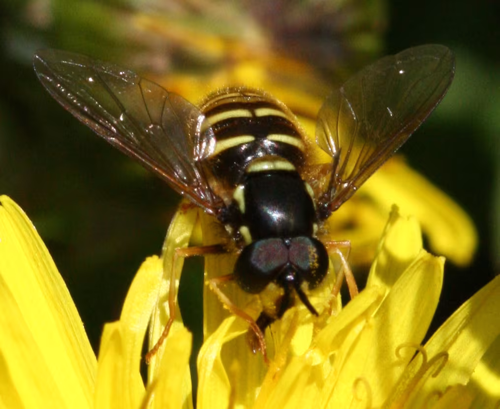 Chrysotoxum arcuatum