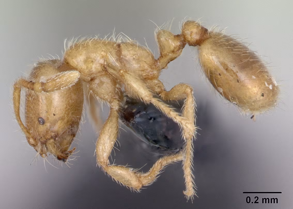 Common European Thief Ant