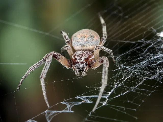 Larinioides suspicax