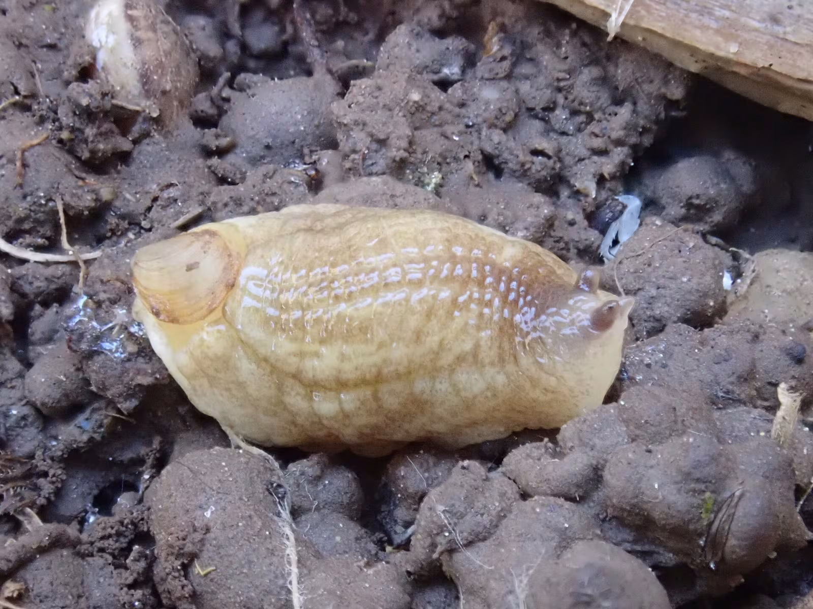 Testacella haliotidea