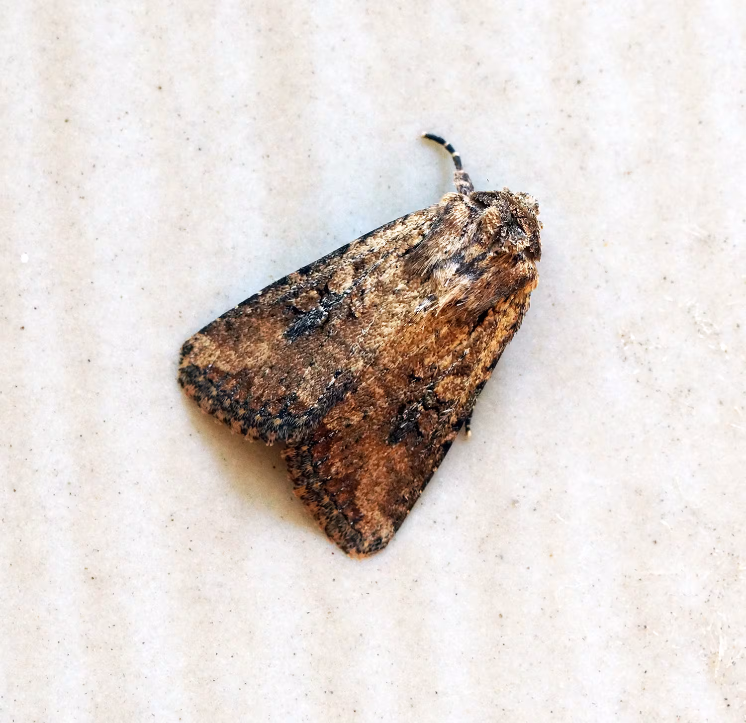 Mythimna languida