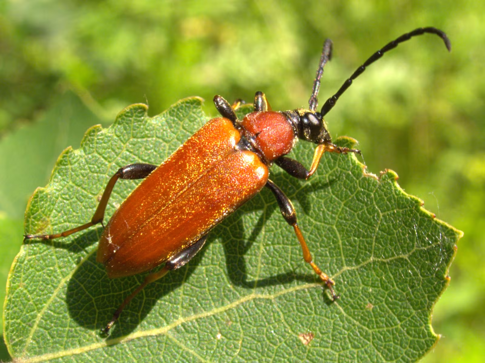 Stictoleptura rubra
