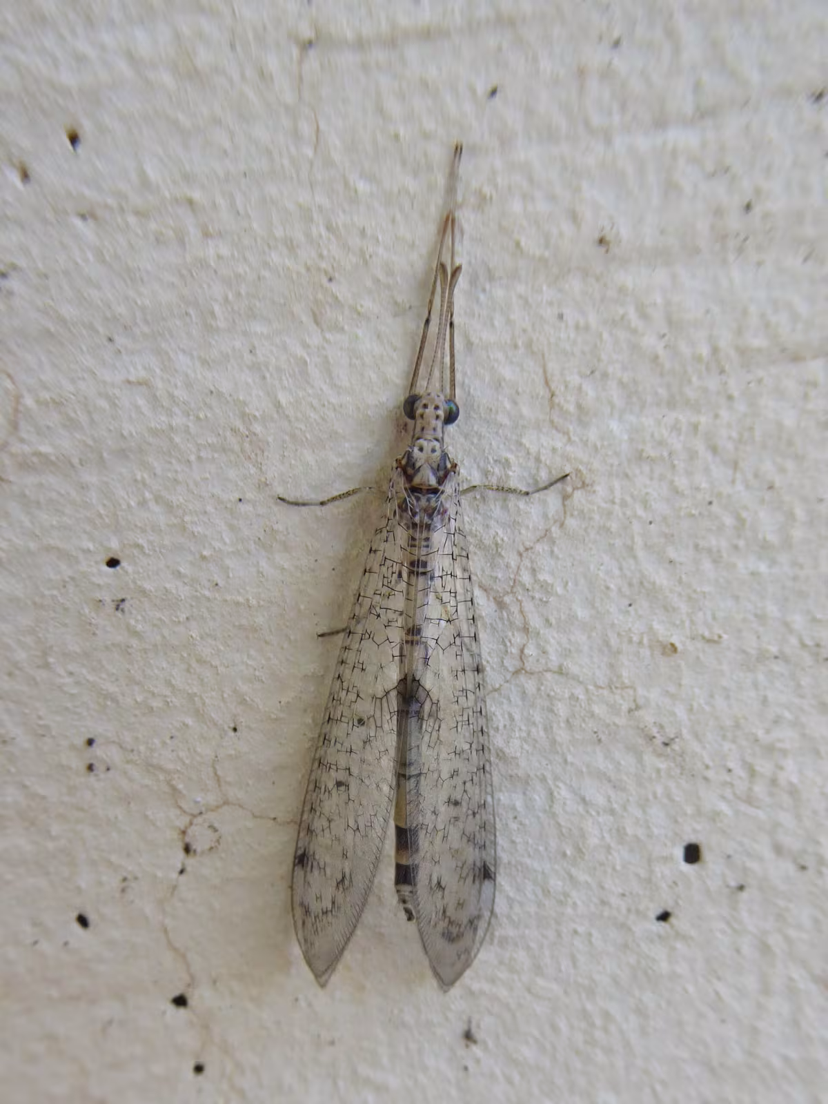 Gymnocnemia variegata