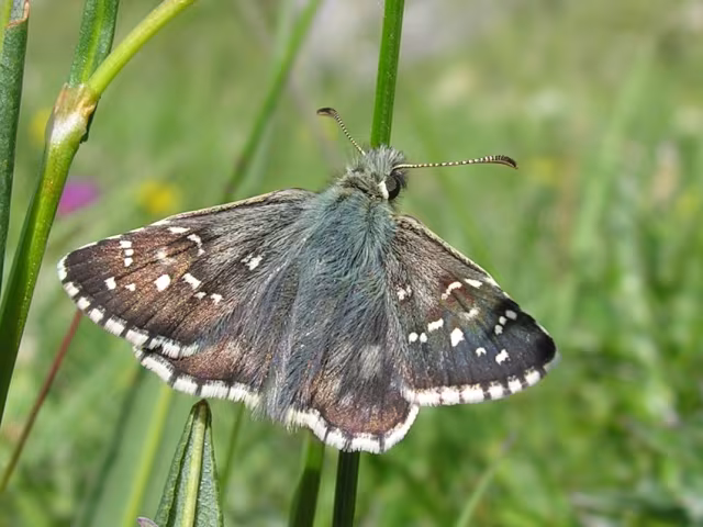 Pyrgus serratulae