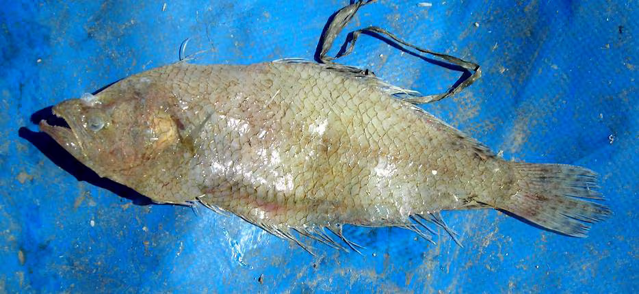 Spotted Flounder