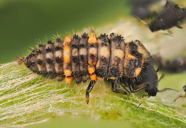 Ceratomegilla alpina