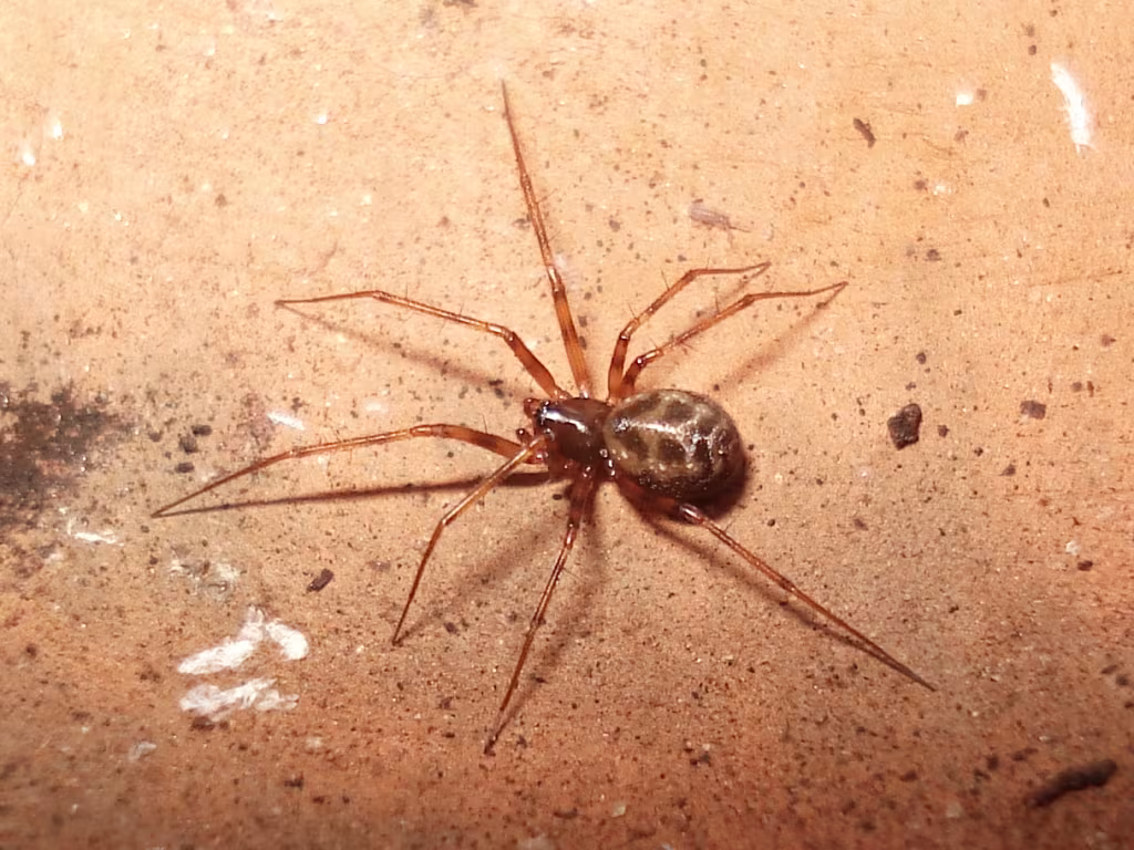 Lepthyphantes minutus