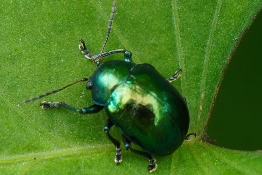 Colasposoma dauricum