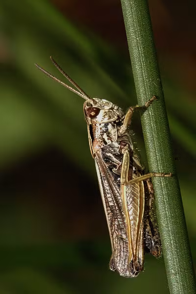 Common Green Grasshopper