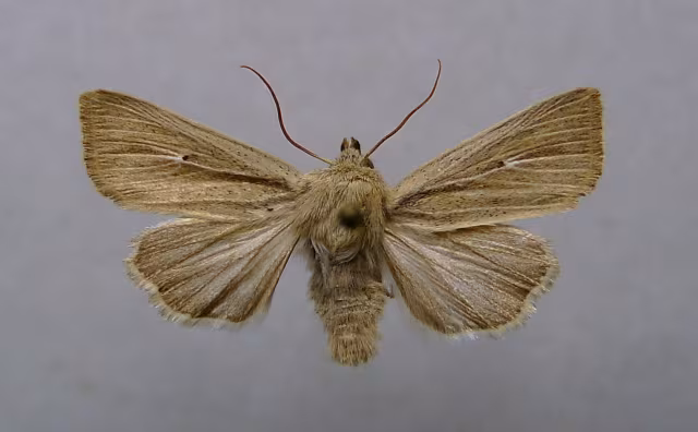 Mythimna sicula