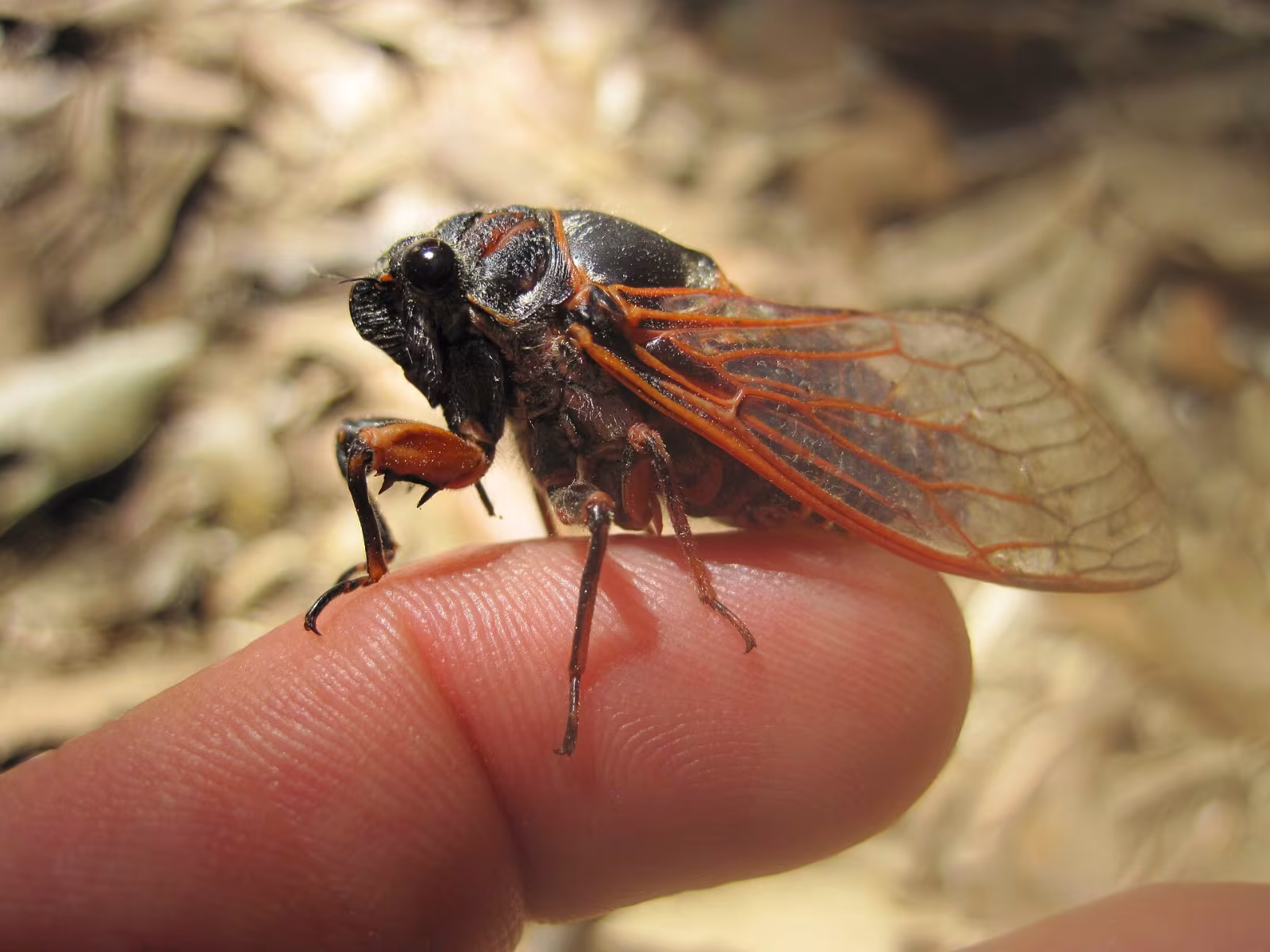 Cicala delle vigne