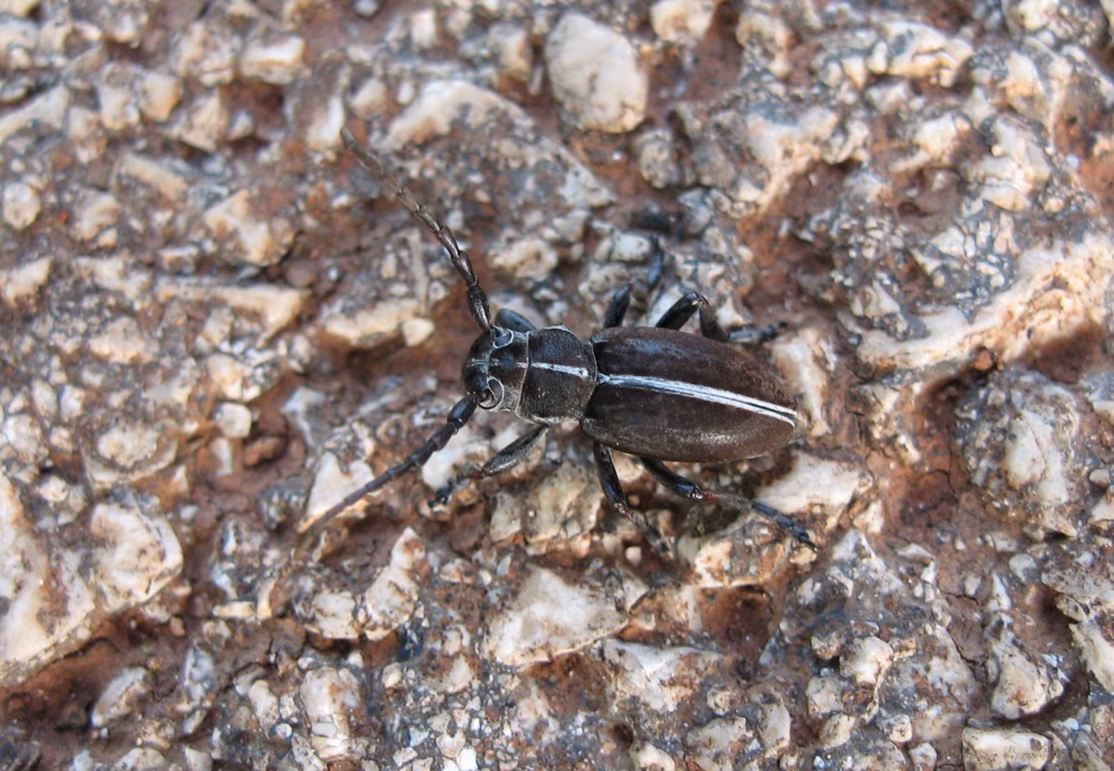 Dorcadion arenarium