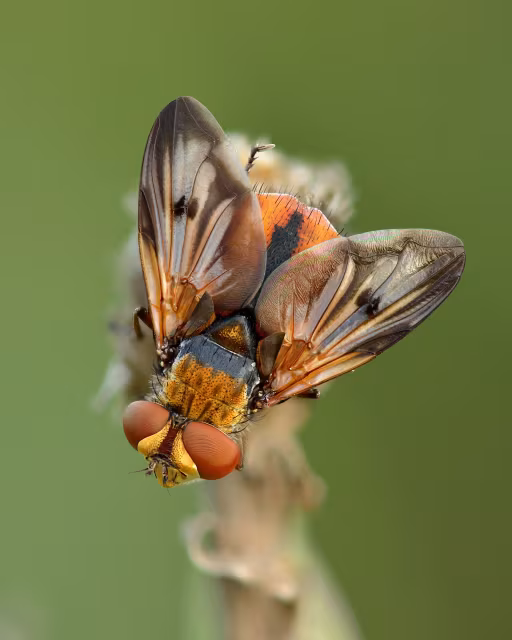 Ectophasia crassipennis