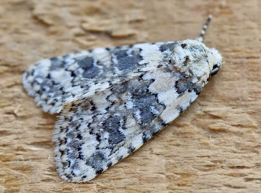 Bryophila domestica
