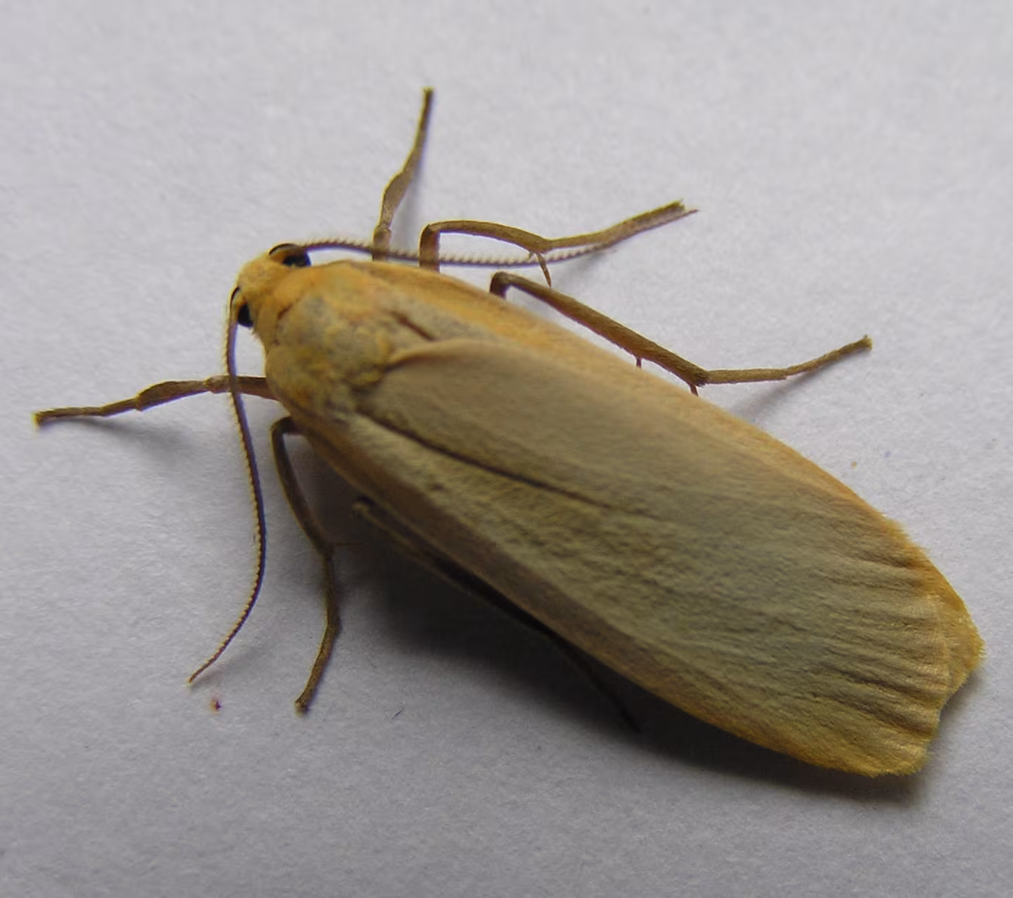 Eilema depressa
