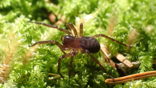 Cybaeus tetricus