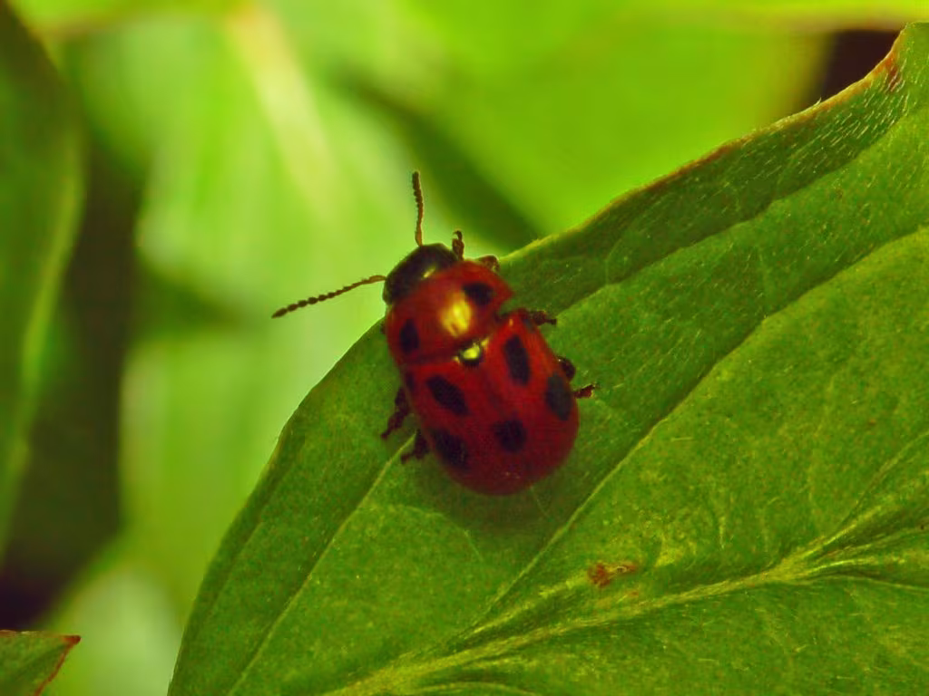 Scarabeo dagli otto punti