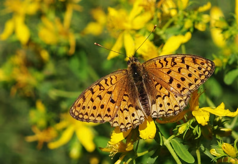 Argynnis niobe