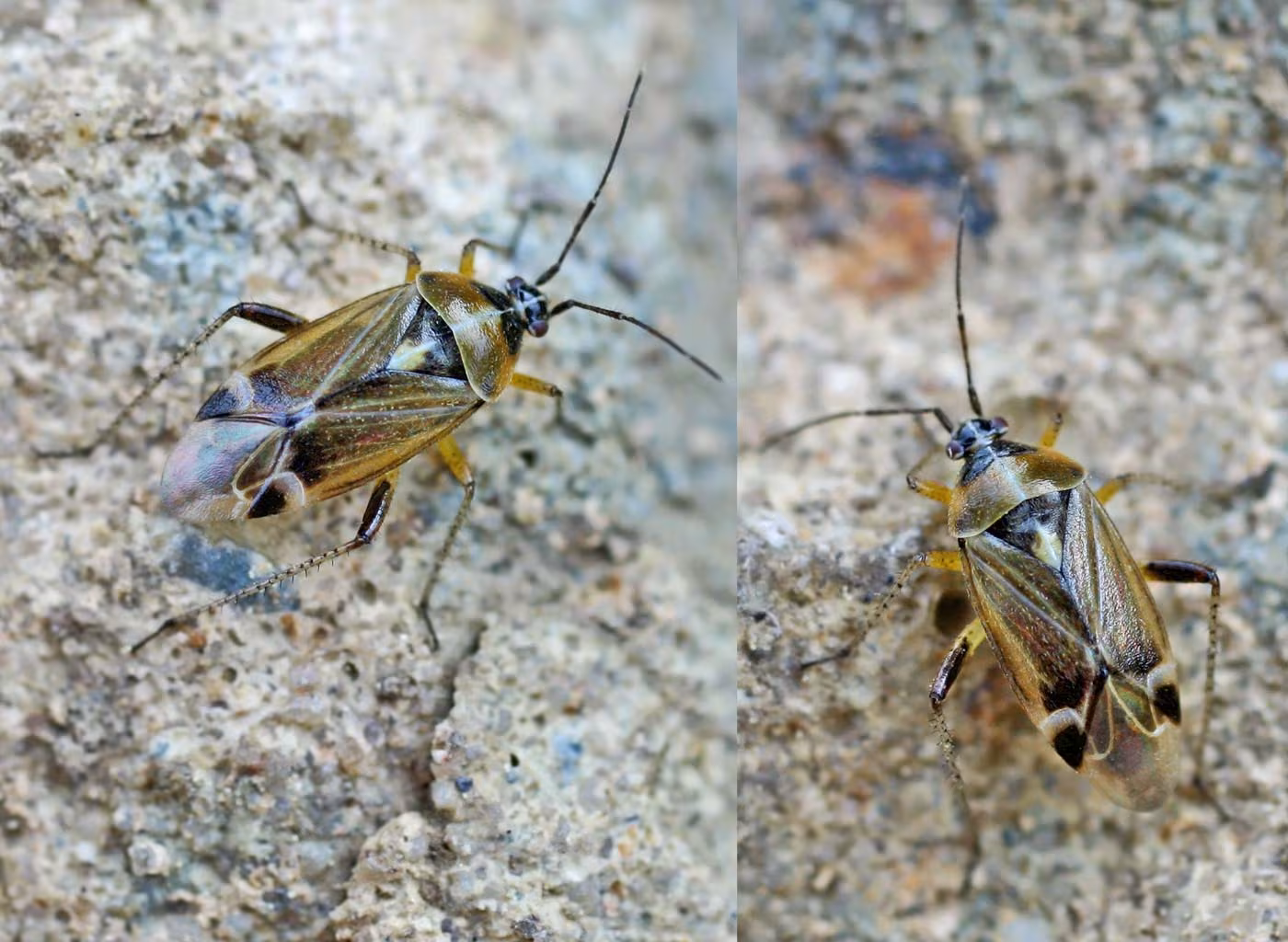 Harpocera thoracica