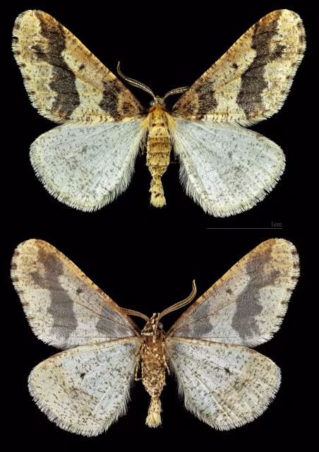 Erannis defoliaria