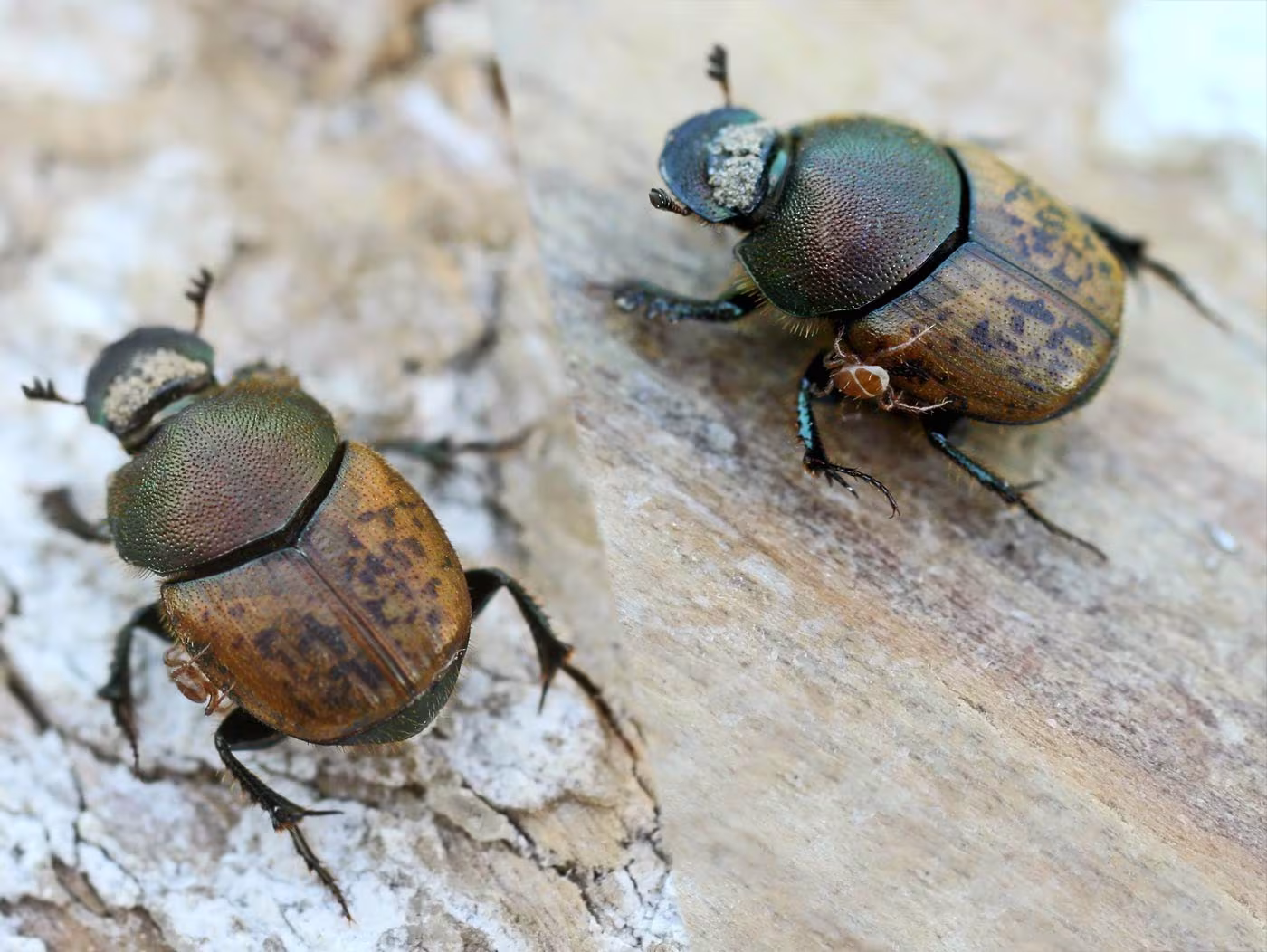 Onthophagus coenobita