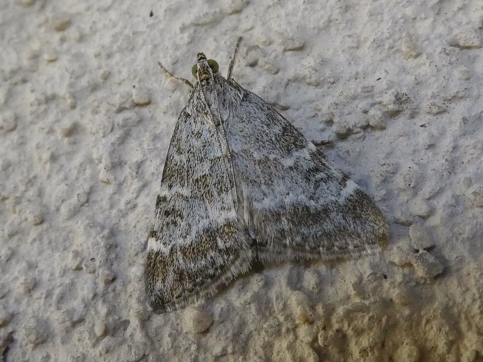Evergestis sophialis