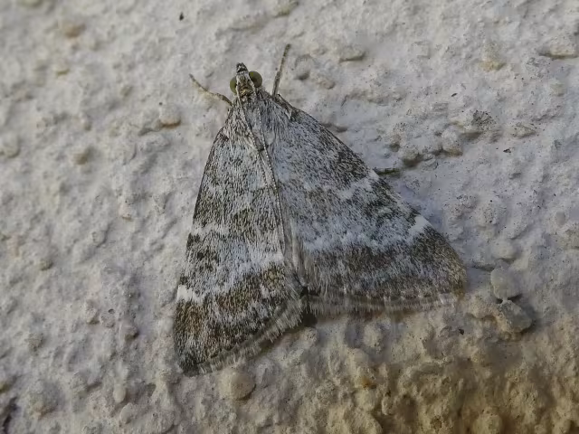 Evergestis sophialis