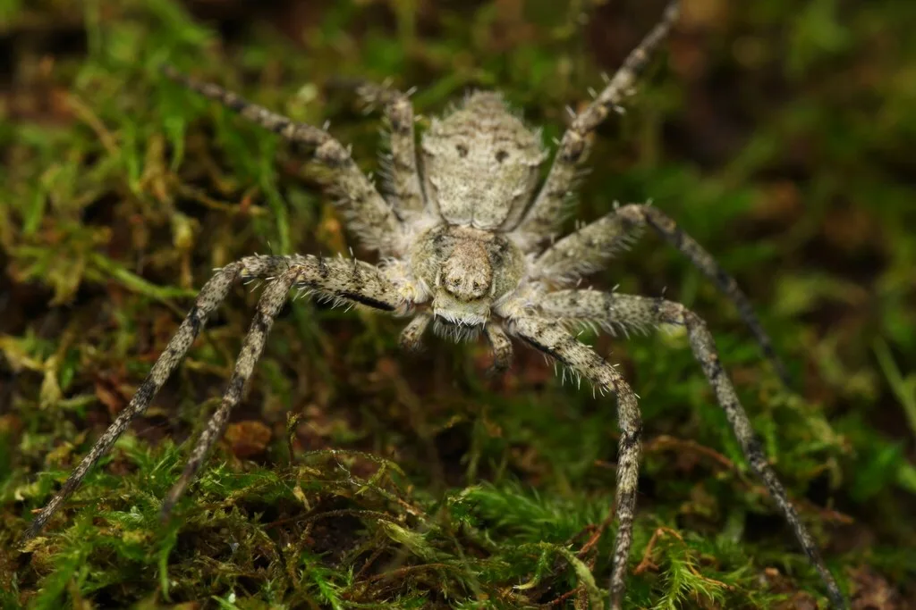 Philodromus margaritatus