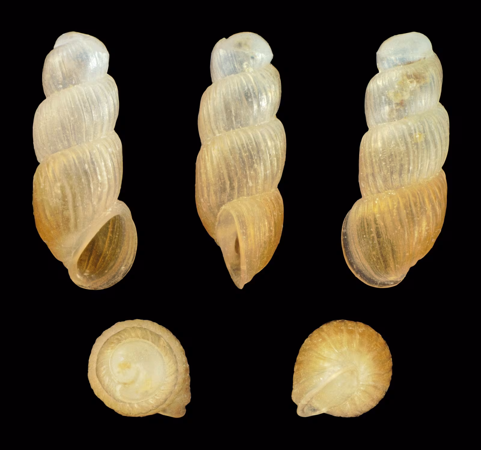 Truncatella subcylindrica