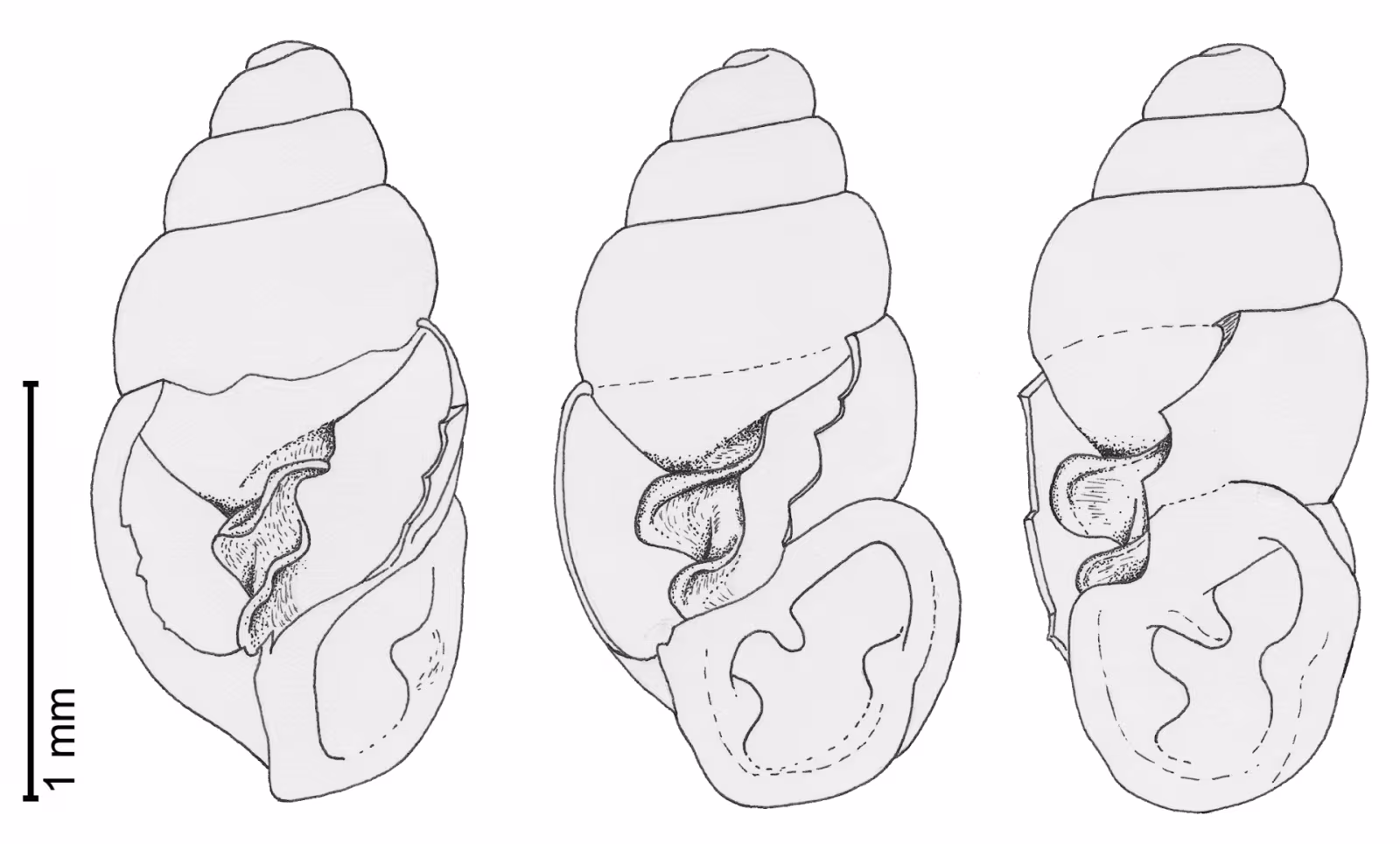 Carychium mariae