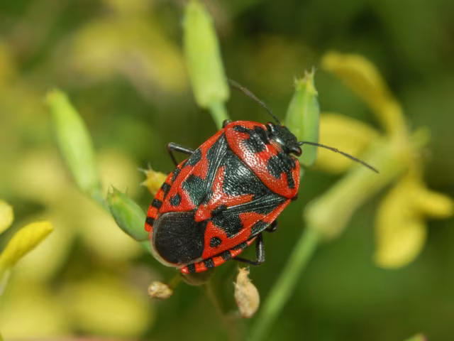 Eurydema ventralis