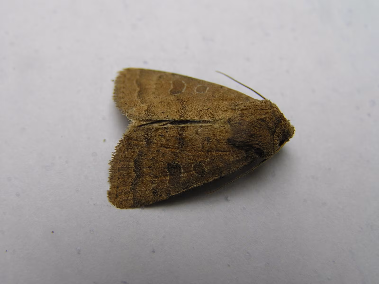 Hoplodrina octogenaria