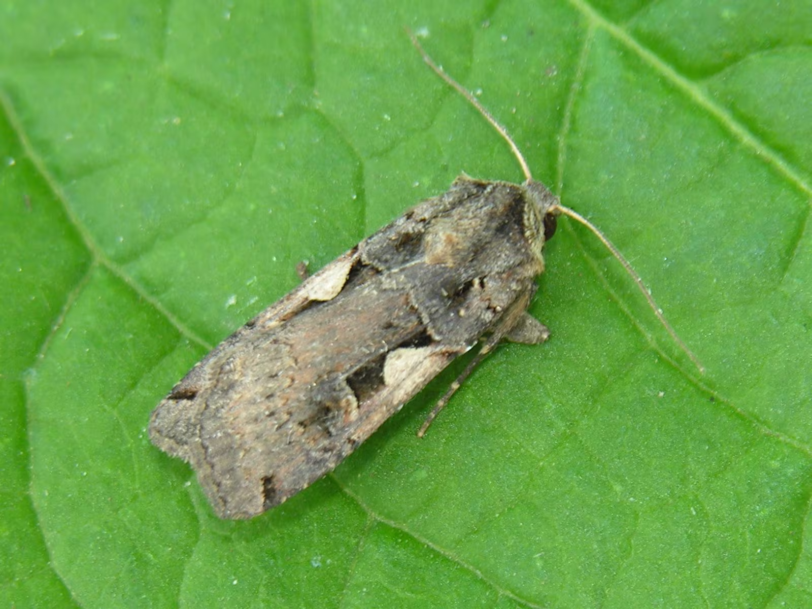 Xestia c-nigrum