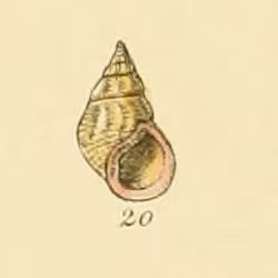 Echinolittorina punctata