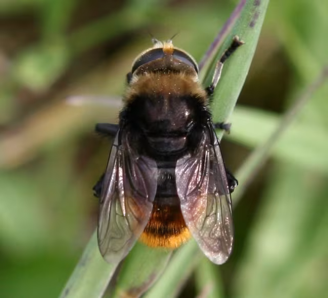 Merodon equestris