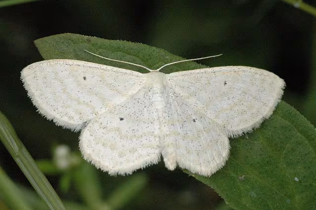 Scopula immutata