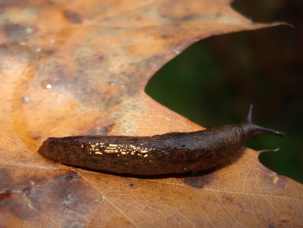 Brown Fieldslug