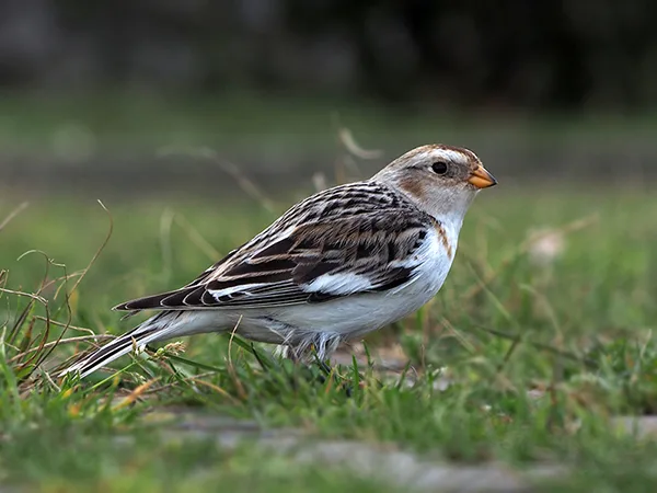 Zigolo delle nevi