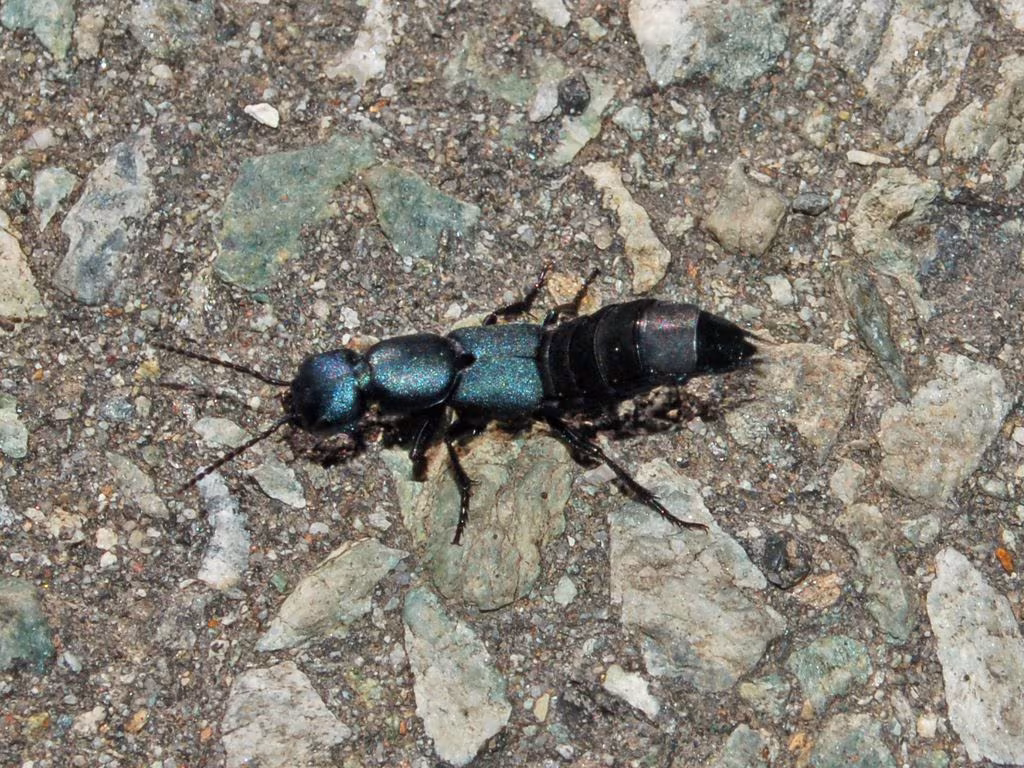 Ocypus ophthalmicus