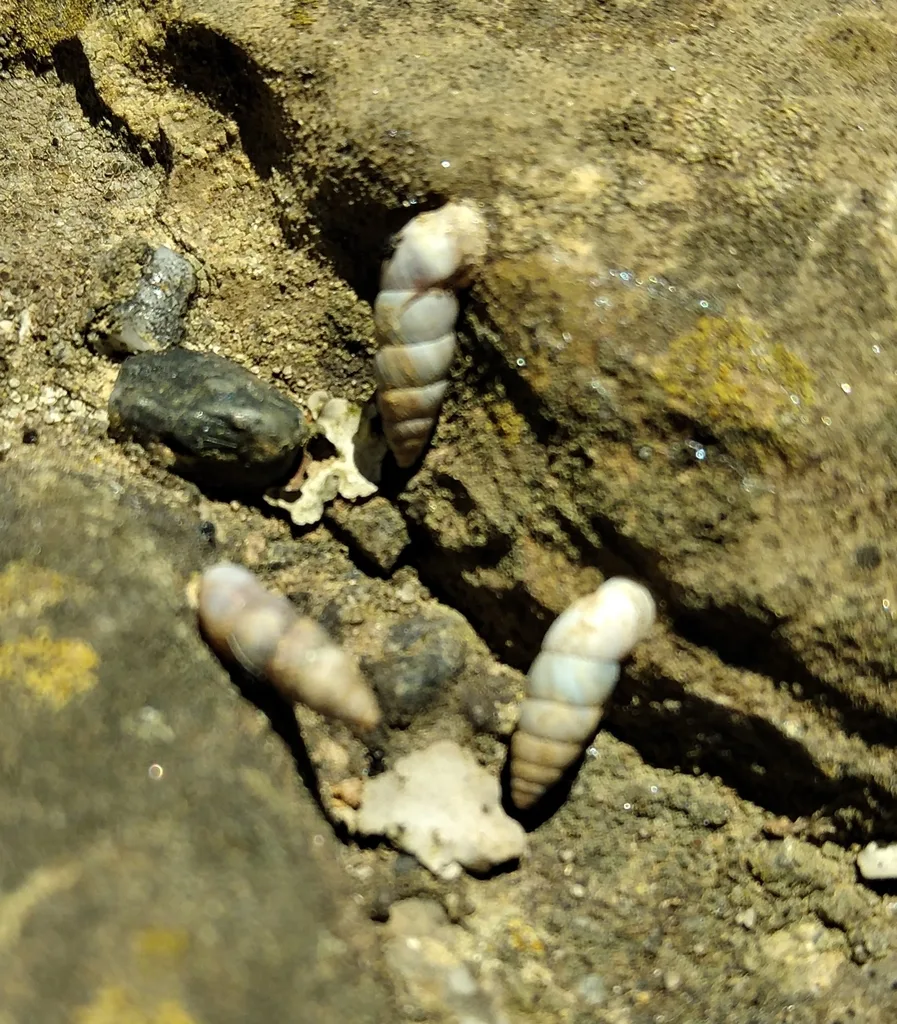 Solatopupa pallida