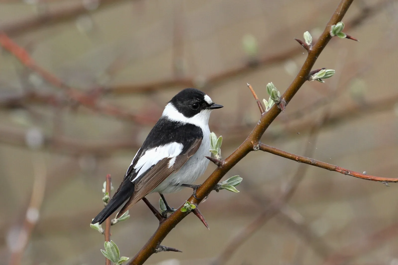 Collared Flycatcher